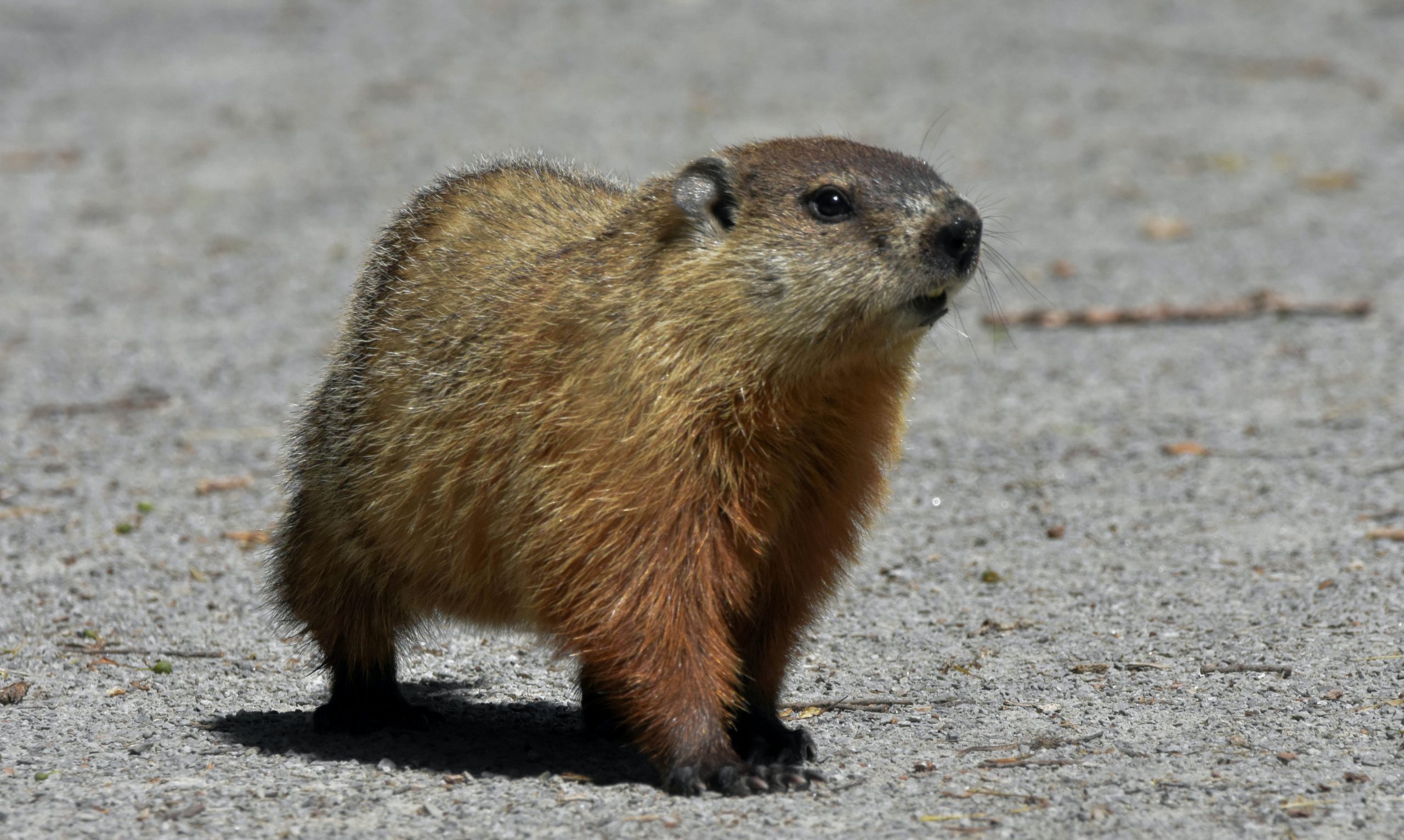 Woodchuck